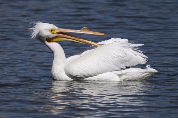 /Images/uploads/Sonoma County Regional Parks Foundation/springlake50/entries/29138thumb.jpg